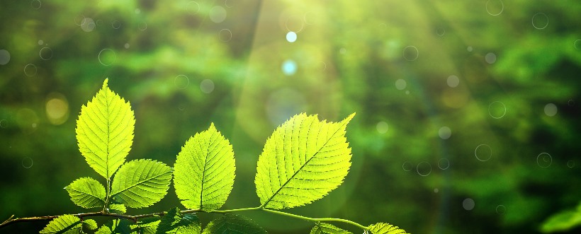 Sistema De Gestión Ambiental