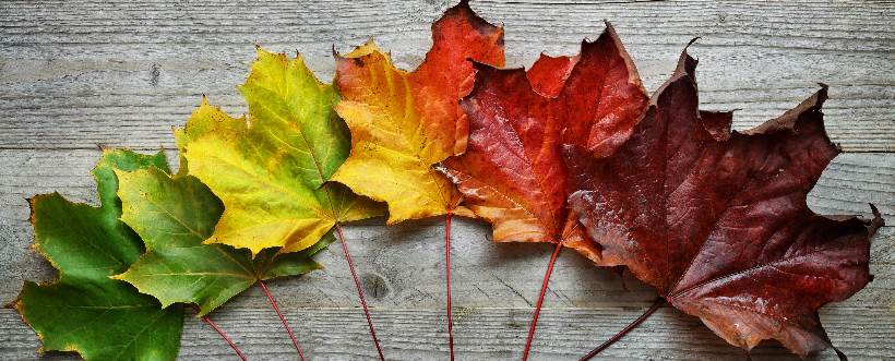 transición ISO 9001 2015